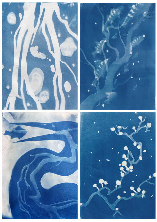 FLUX series - cyanotype prints